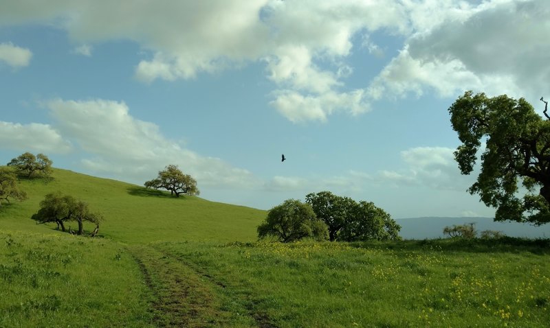 A hawk(?) sores above the springtime grass hills dotted with bright yellow mustard, along Harvey Bear Trail.