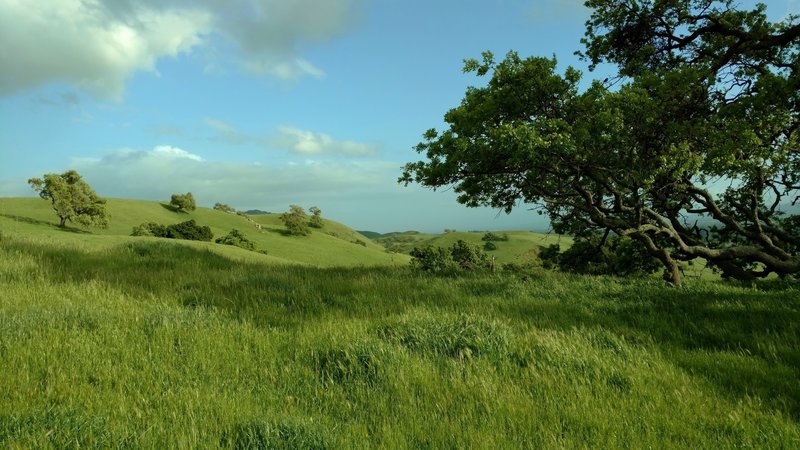 The oak studded grass hills in the springtime, along Harvey Bear Trail.