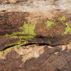 Fluorescent lichen along the White Rocks Loops