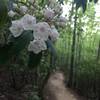 Mountain Laurel  -  Chestnut Ridge Heritage Preserve