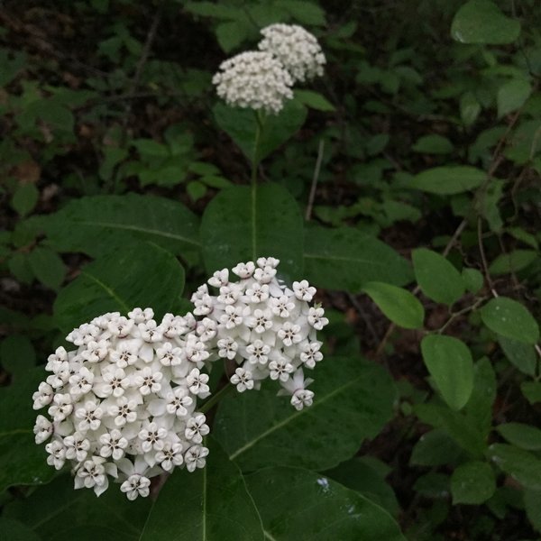 White MilkWeed  -  Chestnut Ridge Heritage Preserve