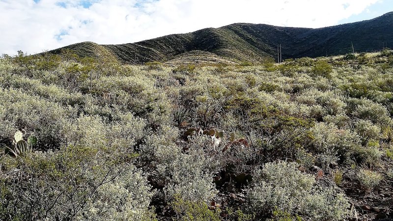 Looking east from the trail