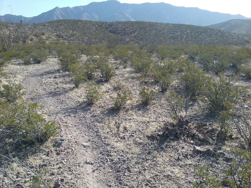 Looking NE on the trail.