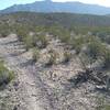 Looking NE on the trail.