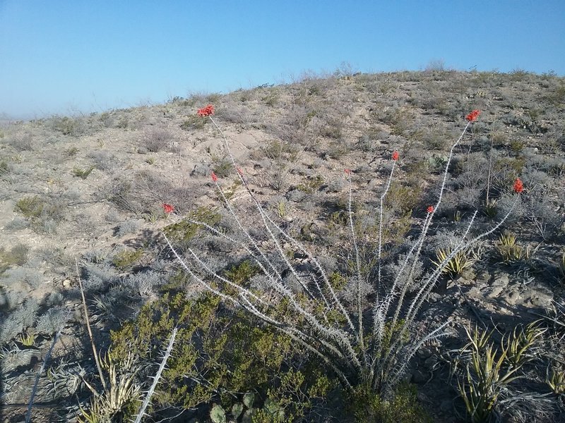 Looking west from the trail