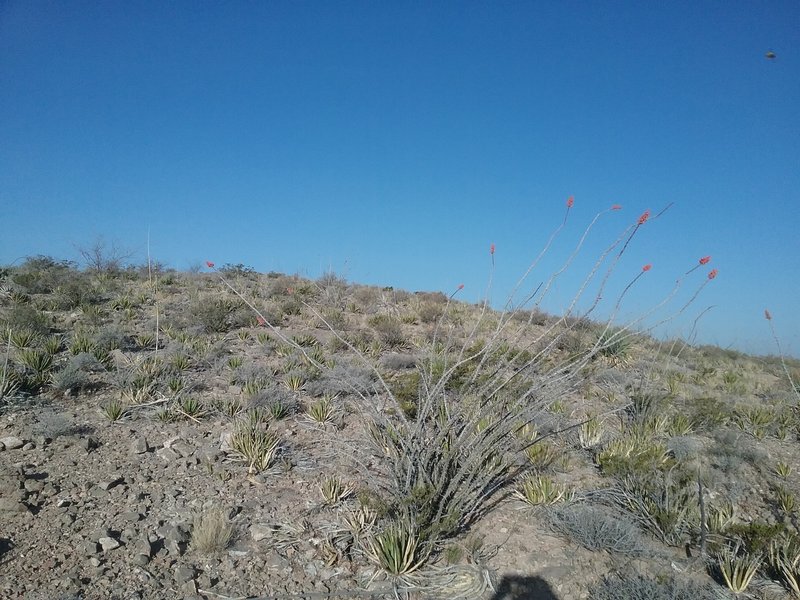 Looking west from the trail