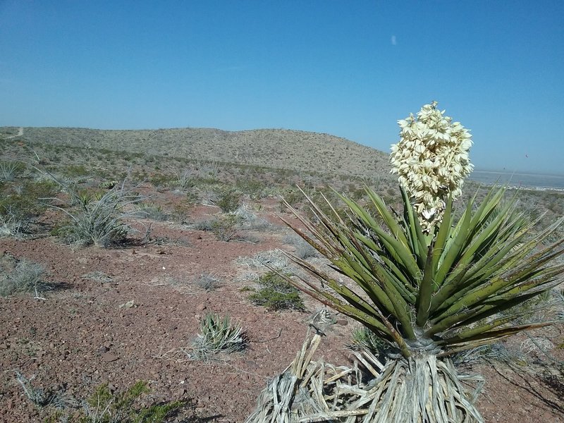 View of the ridge and banana yucca