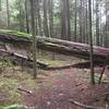 A very large tree just off the trail.