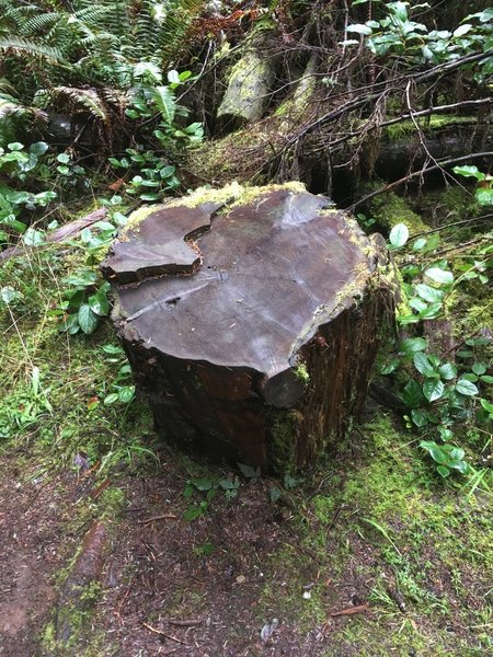 A large stump on the side of the trail.