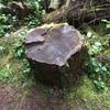 A large stump on the side of the trail.