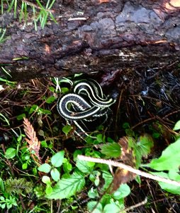 A snake just off the trail.