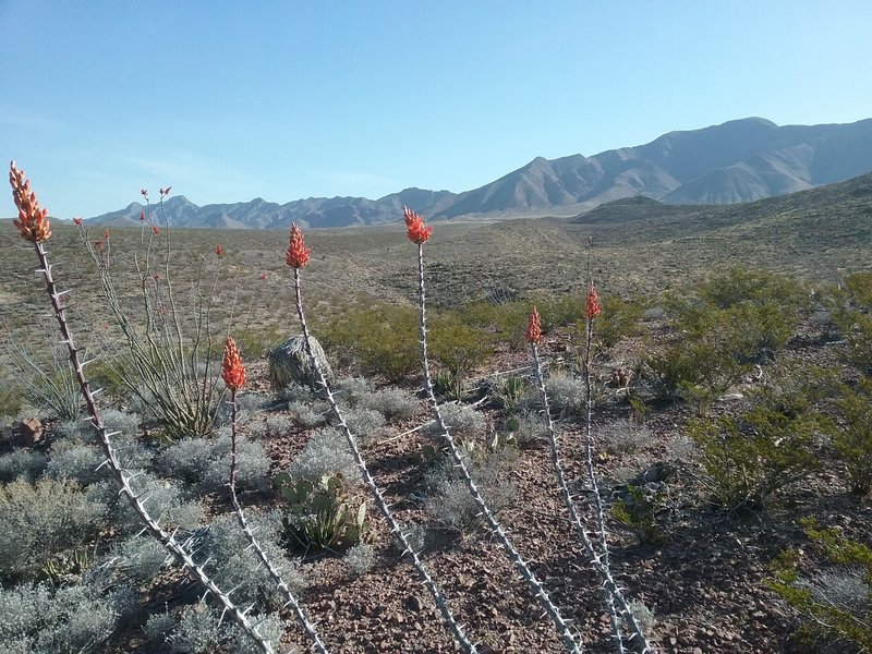 Looking NE on the trail and Ocotillos in bloom.