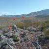 Looking NE on the trail and Ocotillos in bloom.