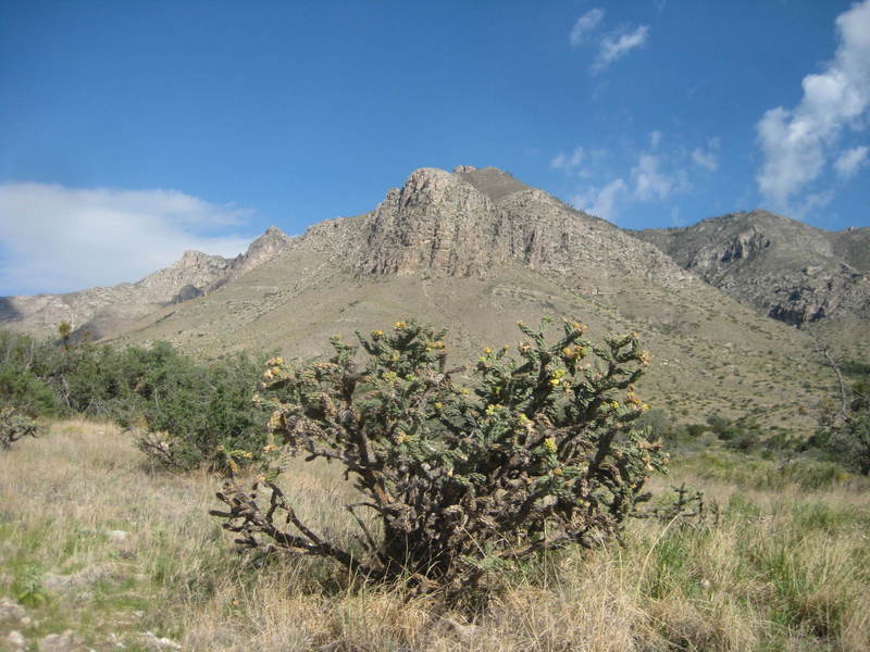 View of the Guadalupe Mountains  and cholla