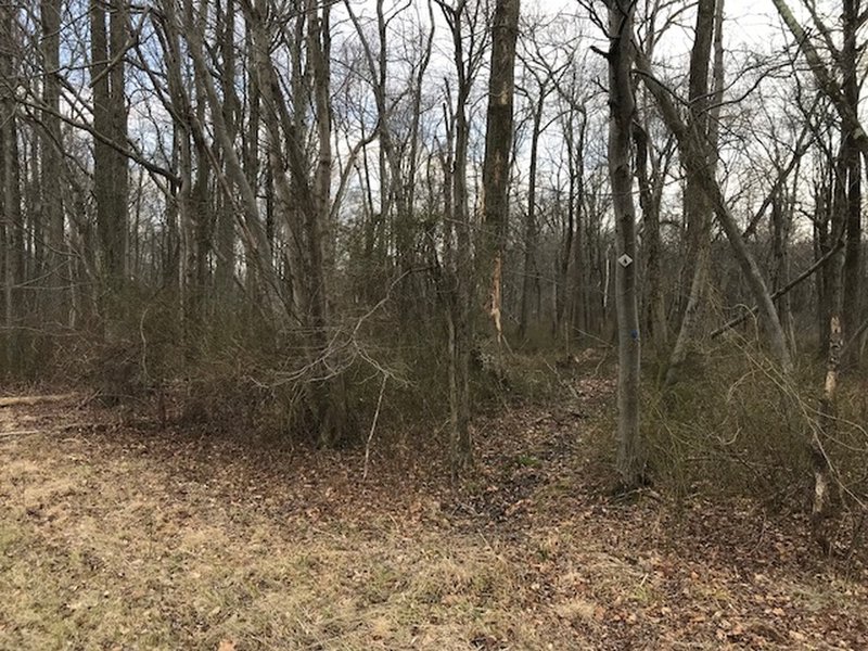 Entrance to an unmarked trail supposedly crossing Bridegroom Run.  Despite the marked entrance, trail peters out quickly in a marsh.  Do not take!  Stick to cleared trail.