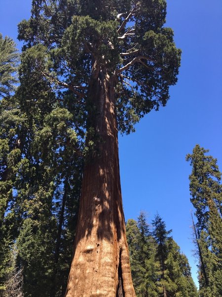 Gigant Forest Museum