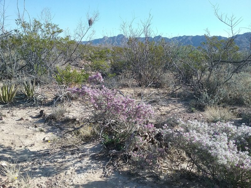 Looking NE on the trail, Daleas in bloom.