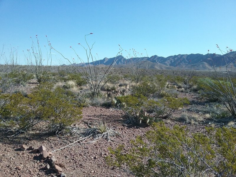 Looking NE on the trail.