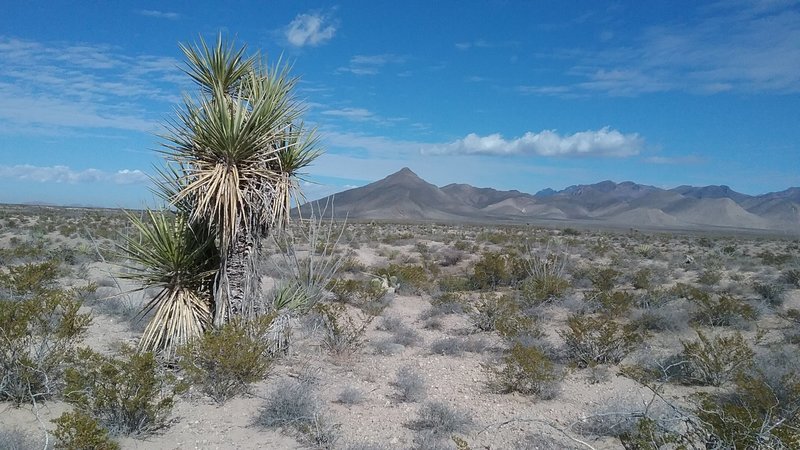 View of the pyramid from the trail