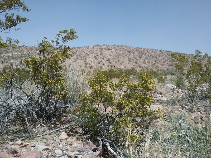 View of trail beginning.