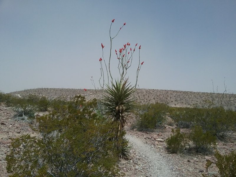 Looking north on the trail during dust storm.