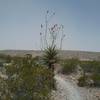 Looking north on the trail during dust storm.