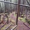 Deadfall Trail