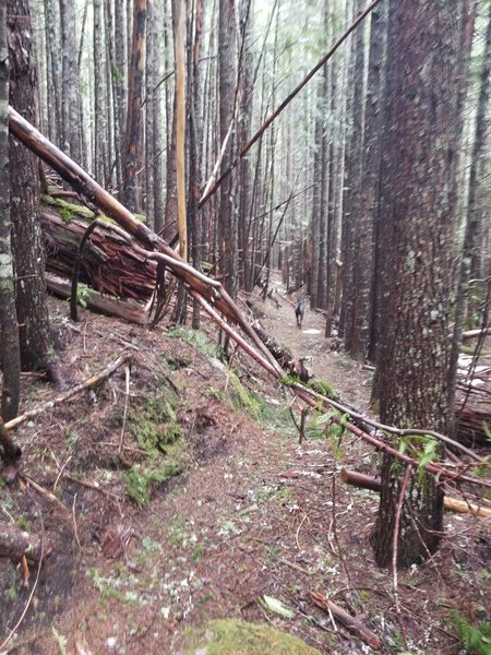 A couple trees and branches across the path, but not many.