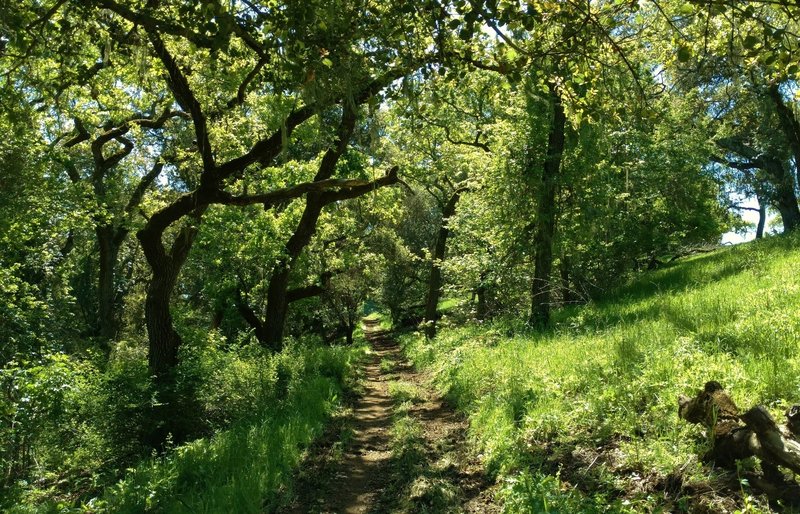 Valley Oak Trail goes through the sunlit oak woods.