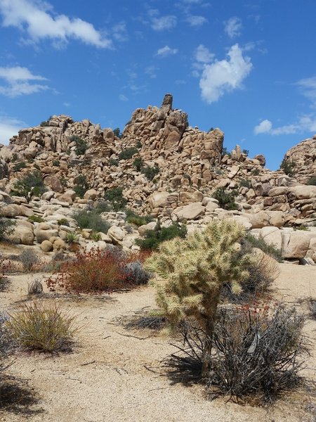 Hidden Valley vegetation