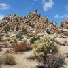 Hidden Valley vegetation