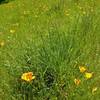 California poppies along Coyote Ridge Trail