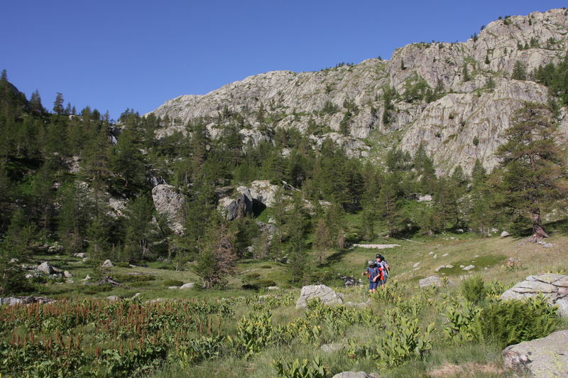 Nice meadows and lush forests