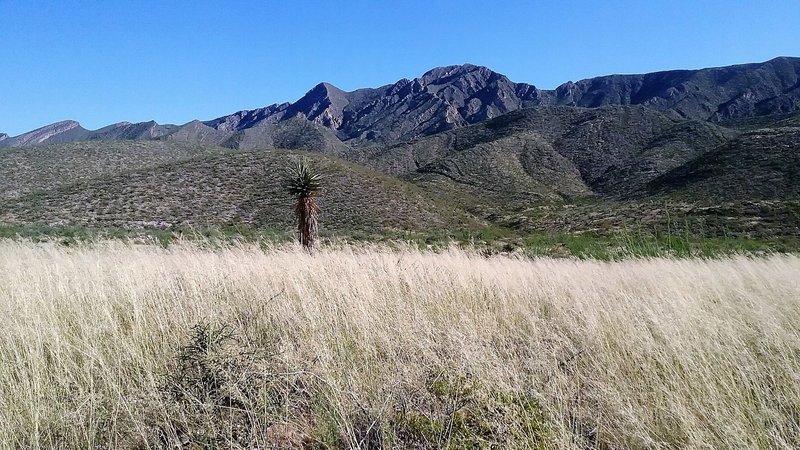 Walking through the grassy fields