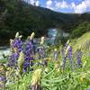 Lupines are out in April at Buttermilk Bend.