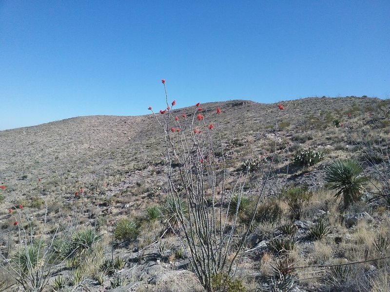 Looking NE on the trail.