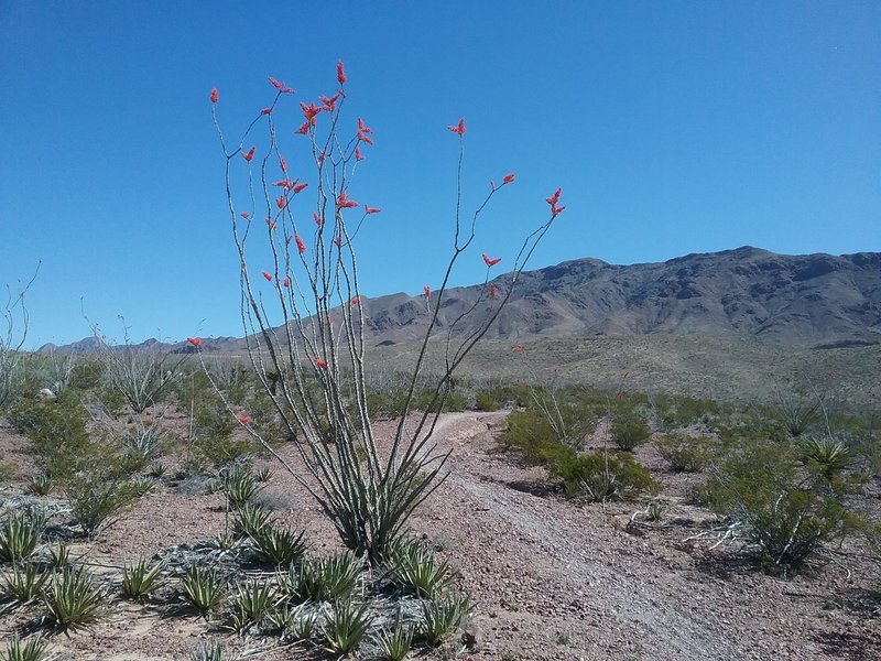 Looking NE on the trail, Franklin Mountains and ocotillos