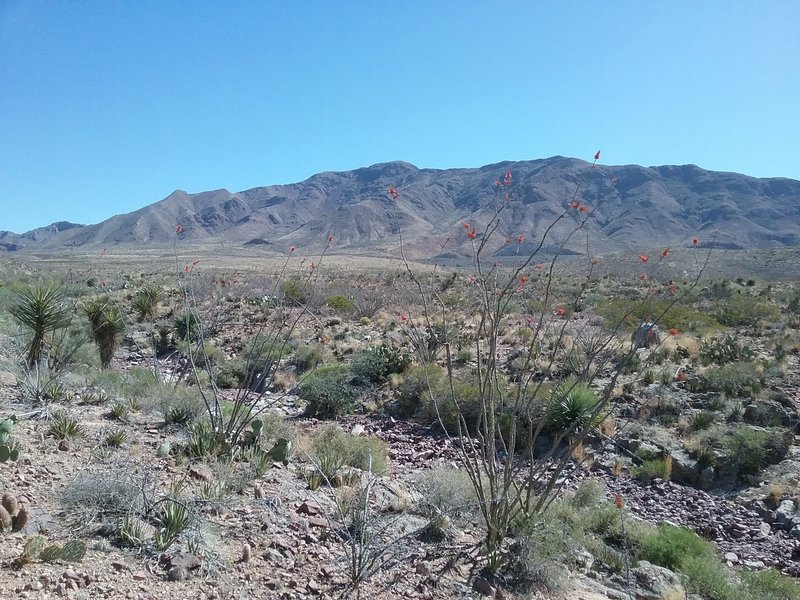 Looking east from the trail segment