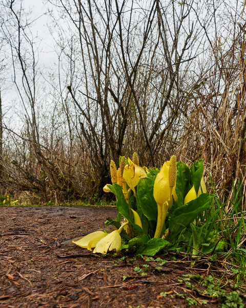 Spring colors along the easy-going trail