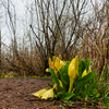 Spring colors along the easy-going trail