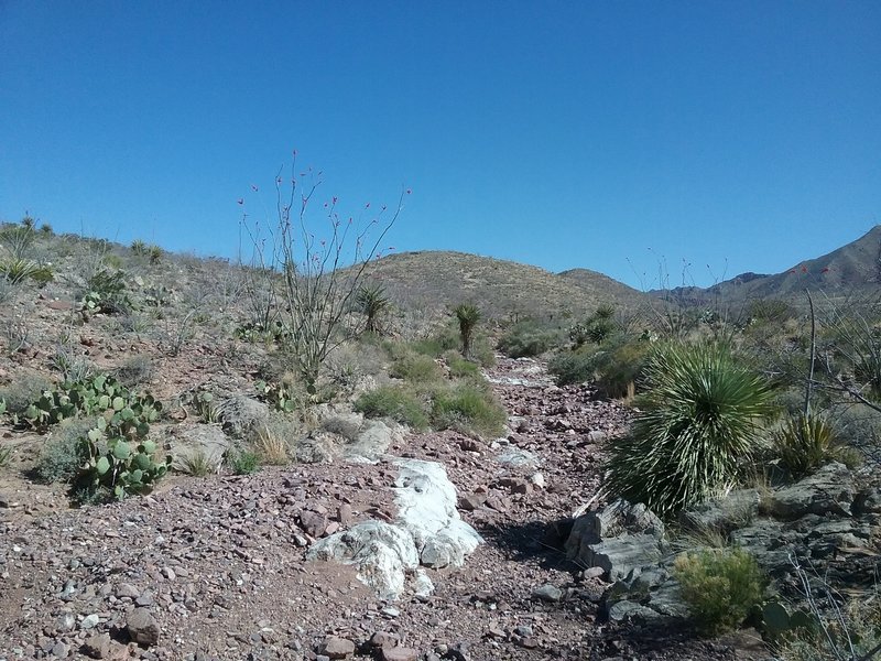 Looking North on the trail.