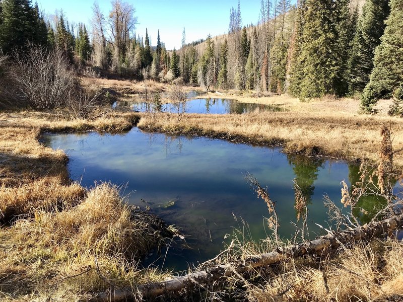 Shingle lake trail