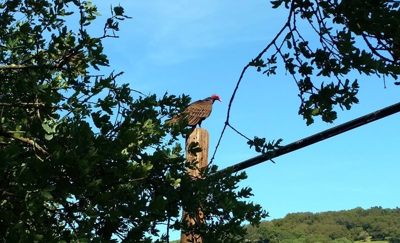 Turkey vulture seen along Rancho La Polka Trail.
