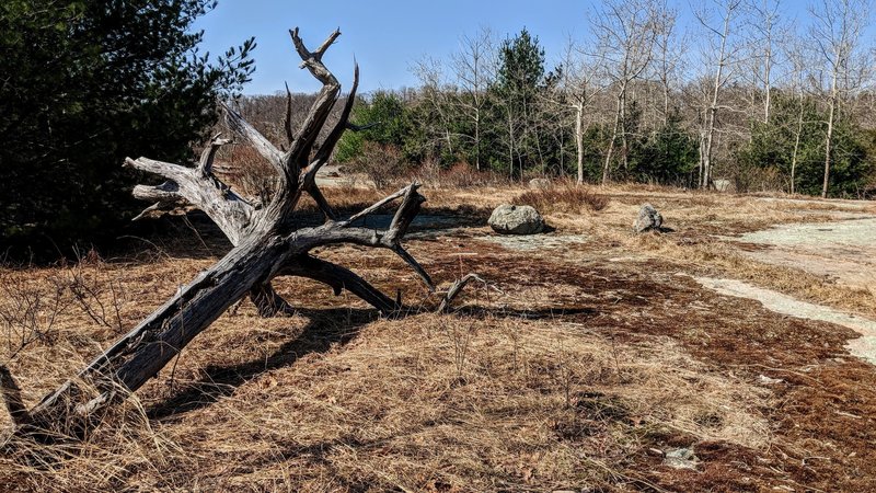 A highlight of Dunning Trail is exploring a large expanse of exposed bedrock that is littered with glacial erratics and old deadwood