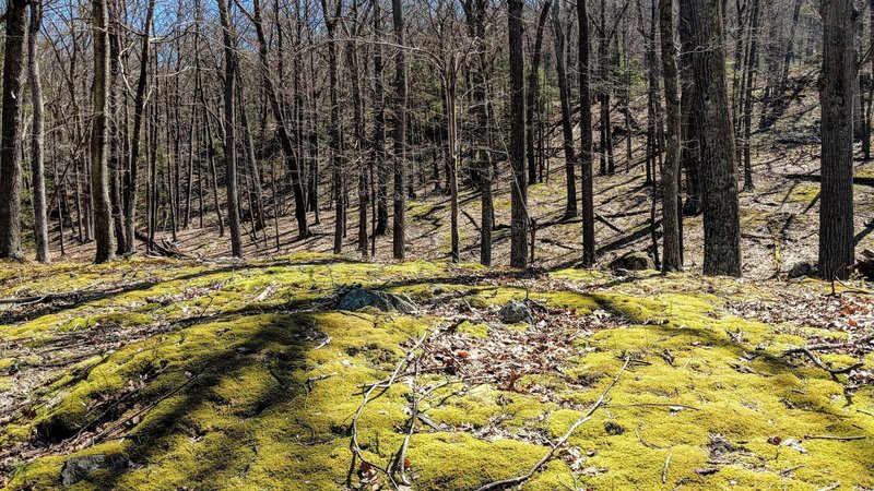 A serene, moss covered section of Stahahe Brook trail