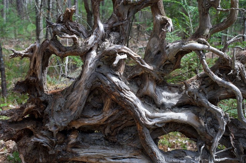 Tree roots of a fallen tree.