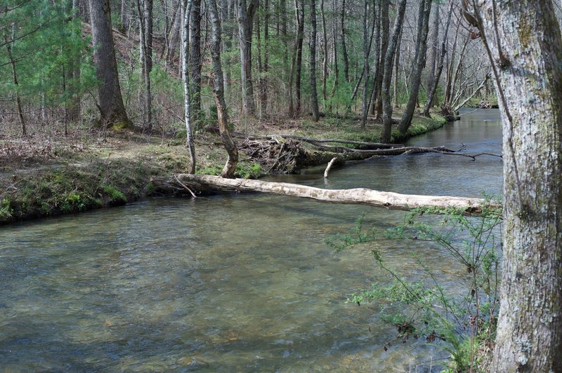 A tree crosses Abrams Creek. Unless you want to cross the creek on the log, you either have to wade or take an alternate route to the access trail from the Elijah Oliver Cabin.