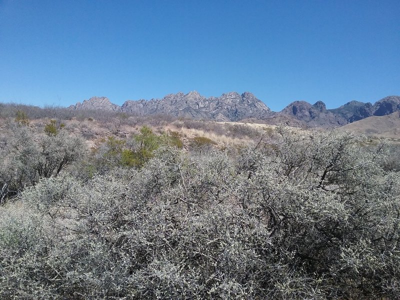 Blooming little leaf sumac and Organ Mountains