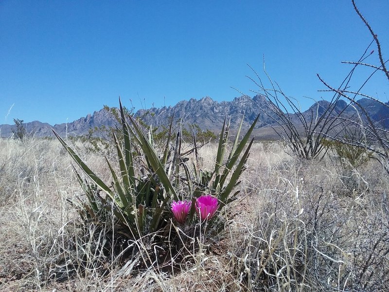 Fendler cactus bloom and Organ Mountains