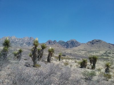 Banana Yuccas and Organ Mountains